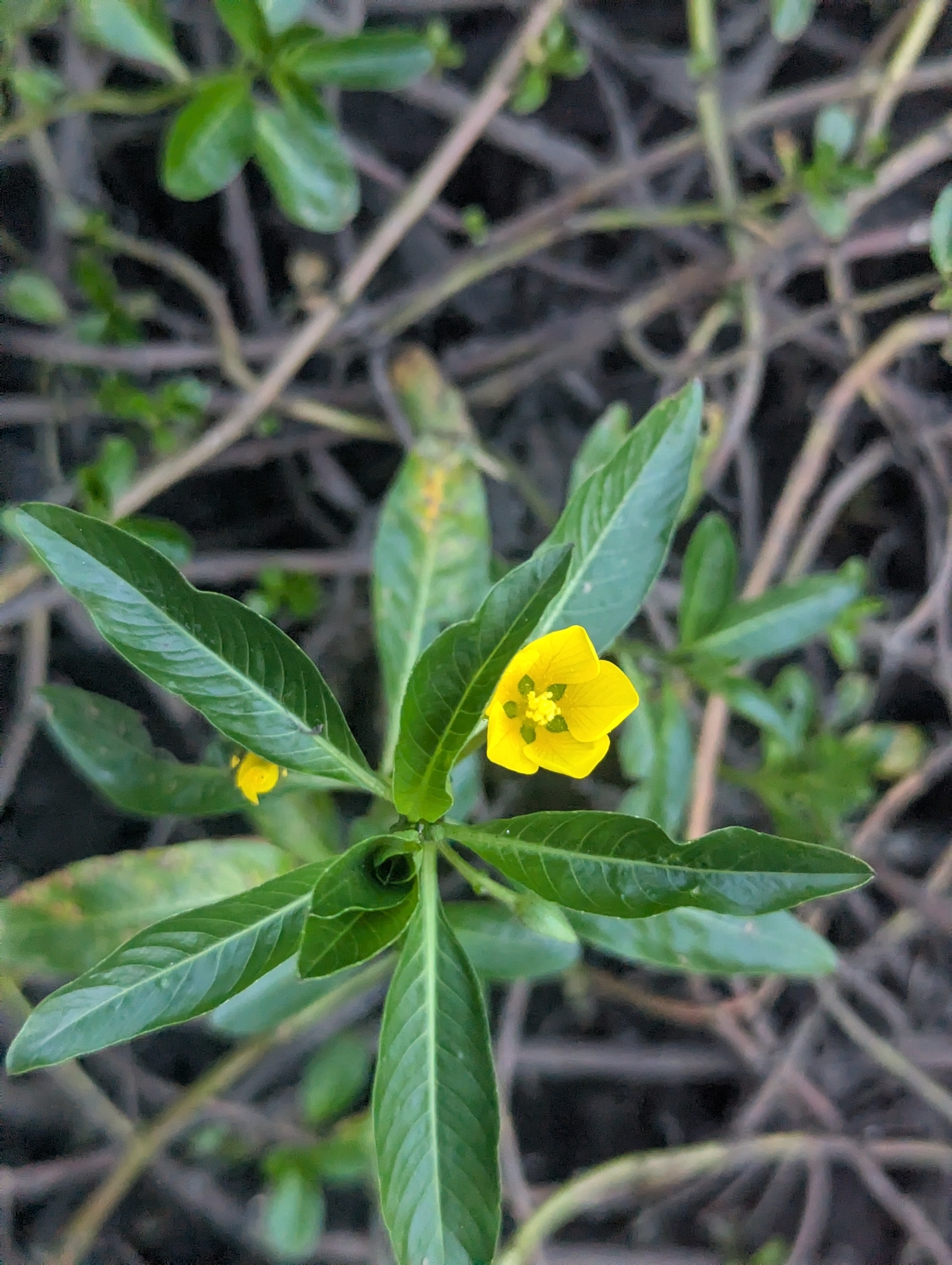 Floating Primrose-Willow (Ludwigia peploides)