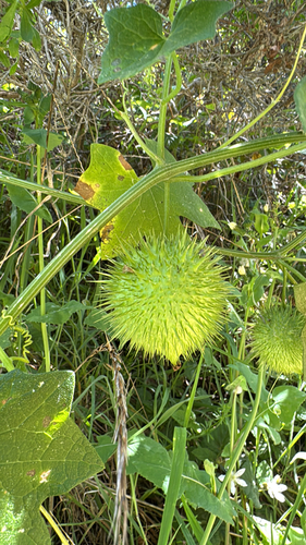 California manroot (Marah fabacea)