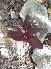 Amaranthus hypochondriacus