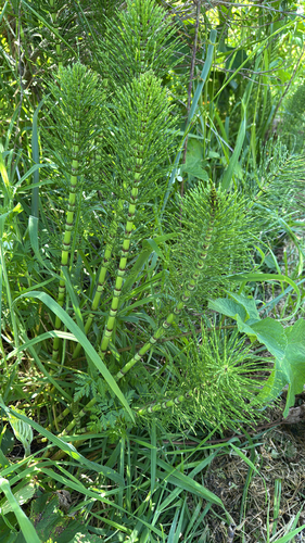 great horsetail (Equisetum telmateia)