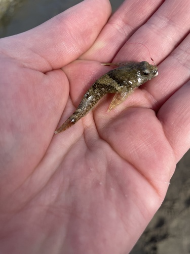 Oligocottus maculosus