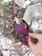 Amaranthus hypochondriacus