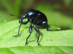 Cyrtolabus