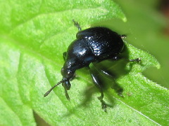 Cyrtolabus