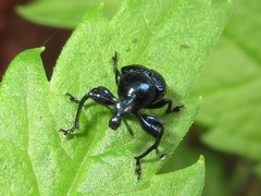 Cyrtolabus