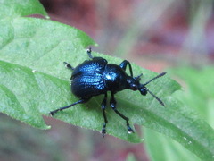 Cyrtolabus