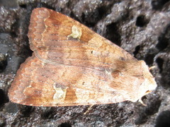 Diarsia canescens