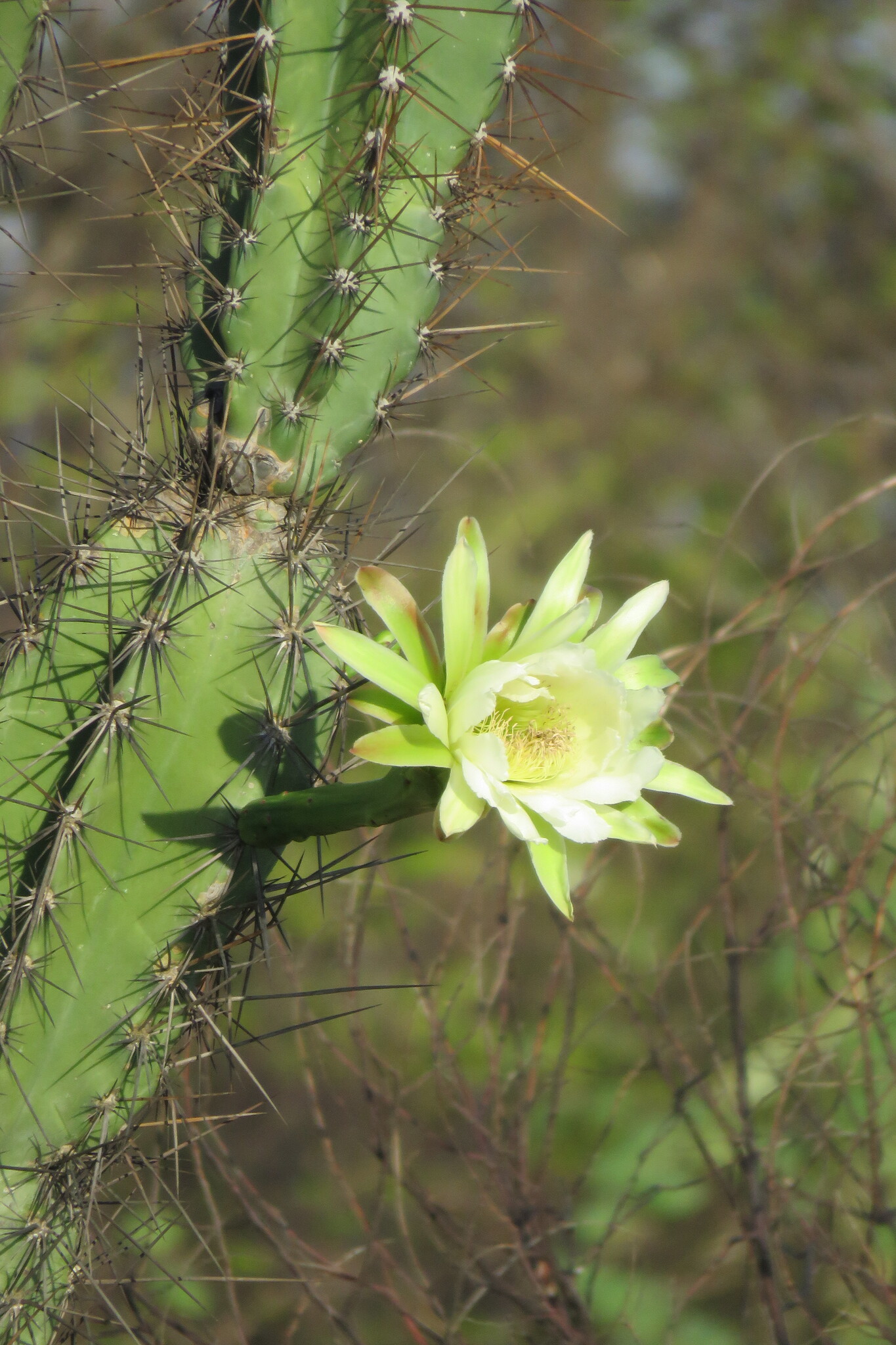 Cereus jamacaru