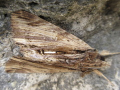 Ercheia niveostrigata