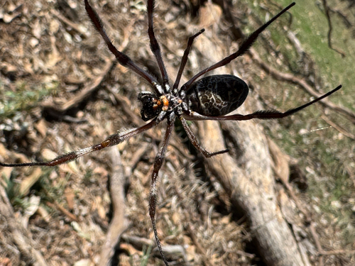 Australian Golden Orbweaver