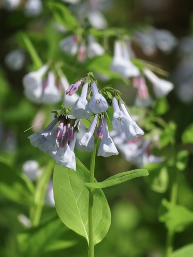 Virginia Bluebells (Mertensia virginica)