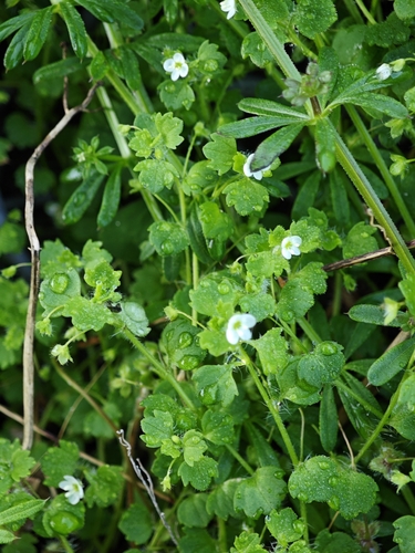 Glandular Speedwell (Veronica cymbalaria)