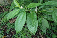 Phytolacca japonica