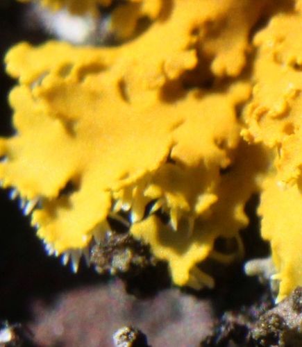 Powdery Sunburst Lichen