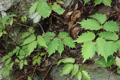 Toxicodendron orientale