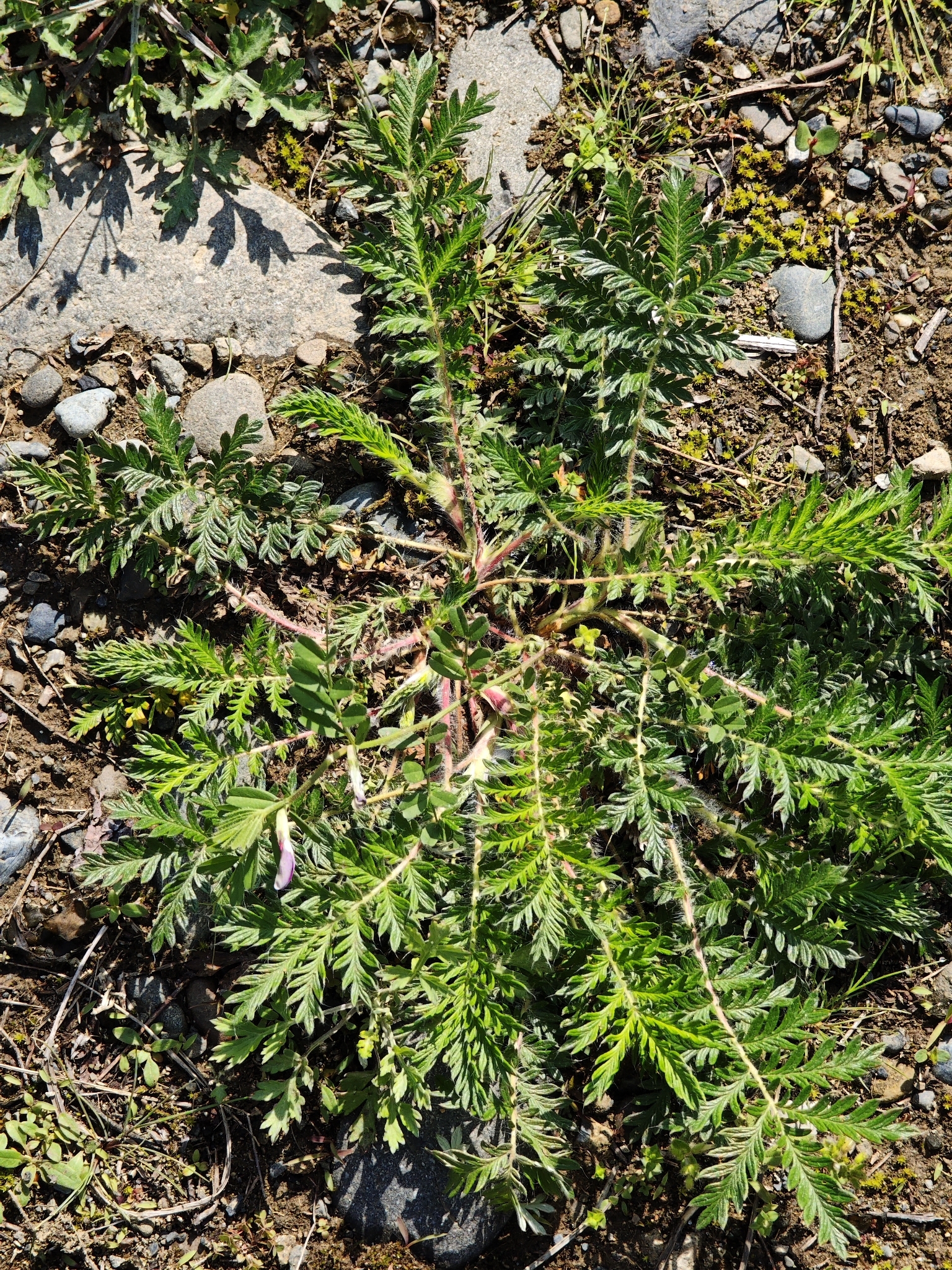 East Asian Cinquefoil (Potentilla chinensis)