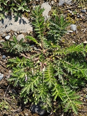 East Asian Cinquefoil (Potentilla chinensis)