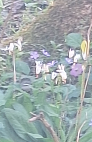 eastern shooting star (Primula meadia)