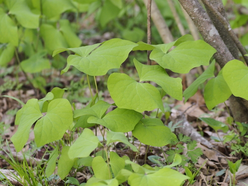 twinleaf (Jeffersonia diphylla)