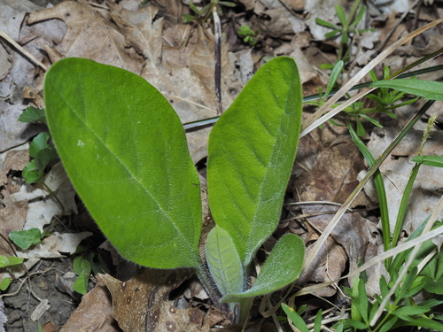 wild comfrey (Andersonglossum virginianum)