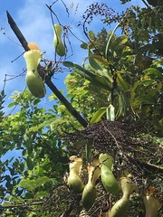 Nepenthes ventricosa