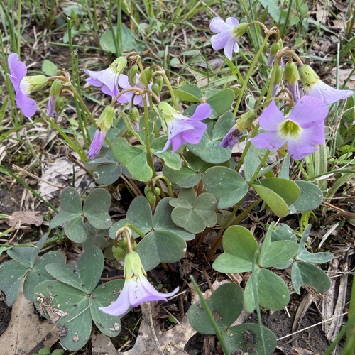 Violet Woodsorrel (Oxalis violacea)