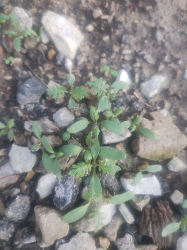 Ellisia (Ellisia nyctelea)
