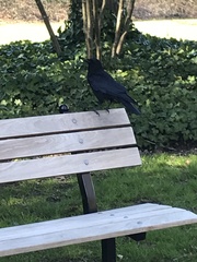 Corvus brachyrhynchos caurinus