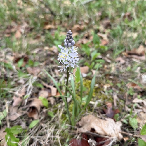 Atlantic camas (Camassia scilloides)