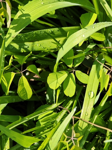 Five-leaf akebia (Akebia quinata)