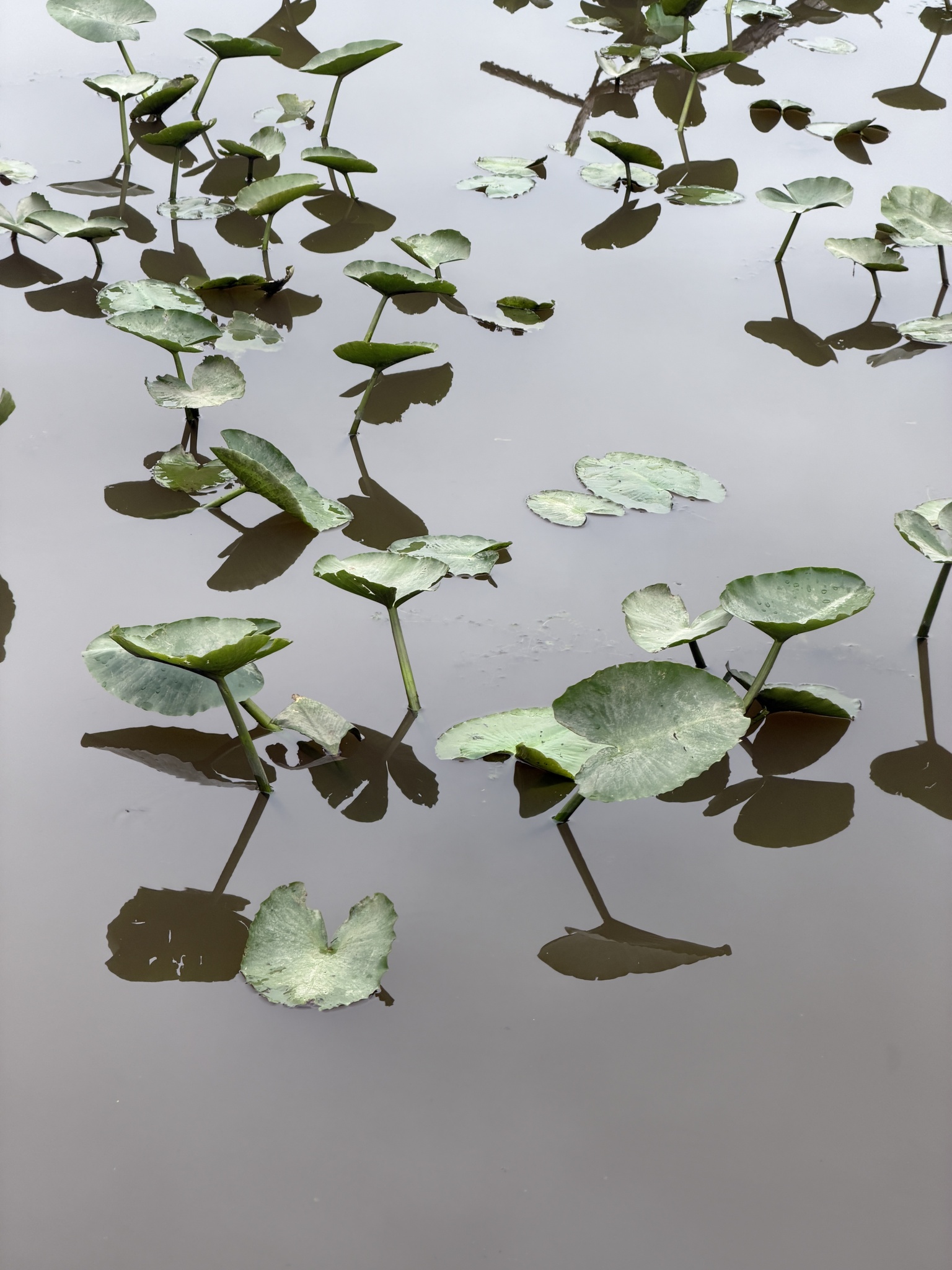 Spatterdock (Nuphar advena)