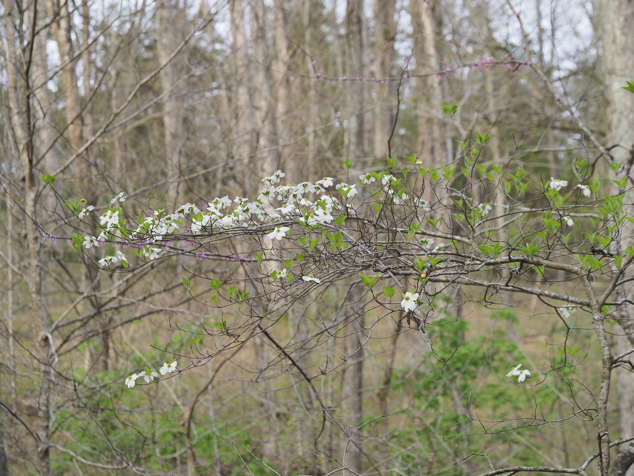 Flowering Dogwood (Cornus florida)