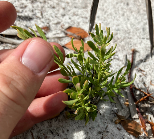 Lewton's Milkwort (Senega lewtonii)