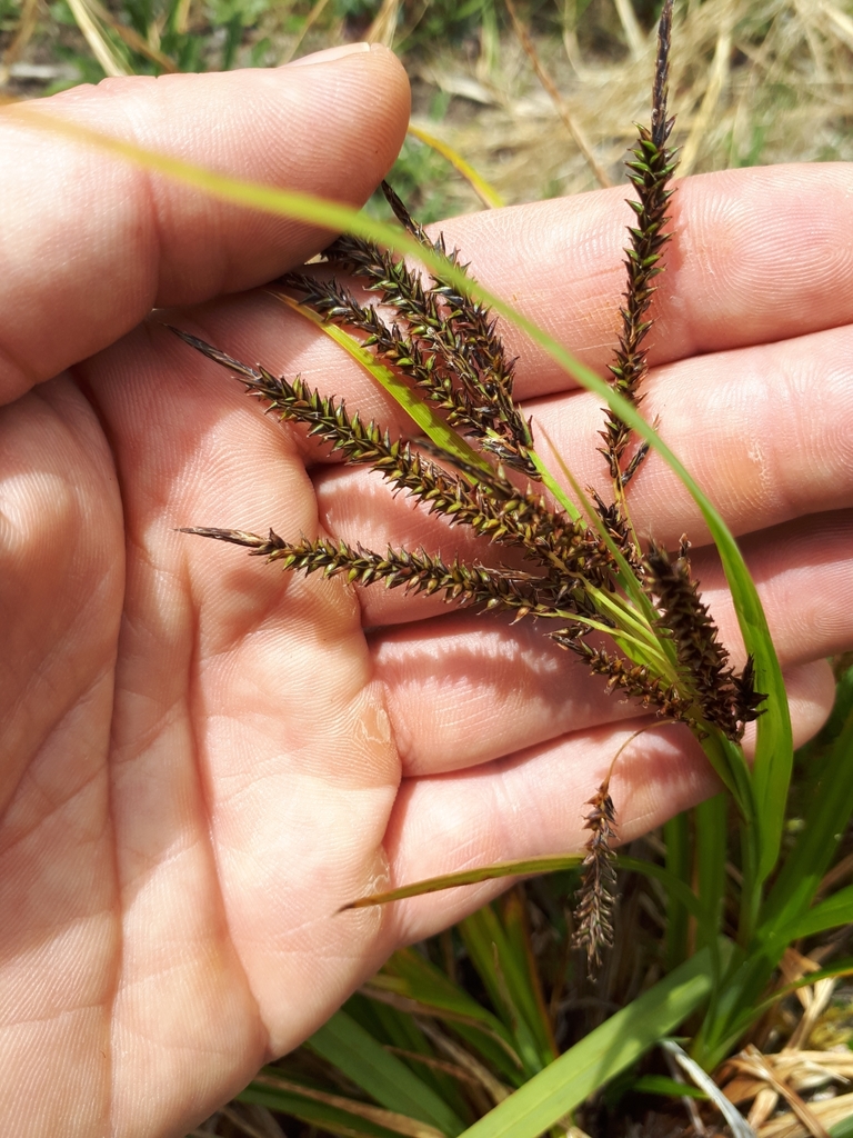Carex donnell-smithii
