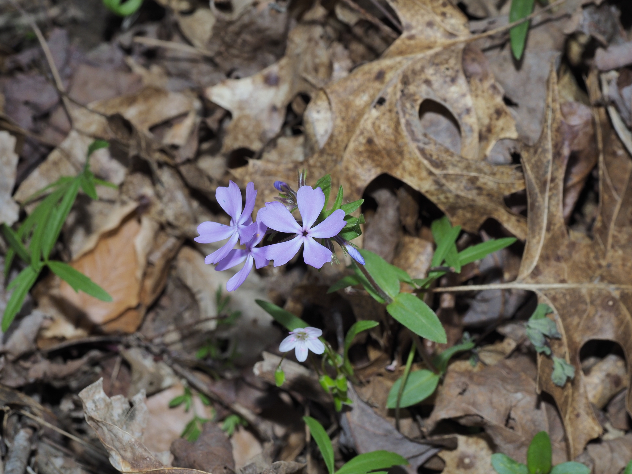 Wild Blue Phlox (Phlox divaricata)