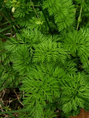 Torilis nodosa
