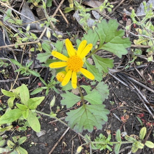 Butterweed (Packera glabella)