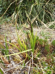 Carex donnell-smithii