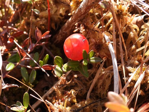 Cranberry (Vaccinium macrocarpon)