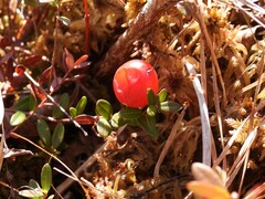 Canneberge (Vaccinium macrocarpon)