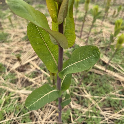 Indianhemp (Apocynum cannabinum)