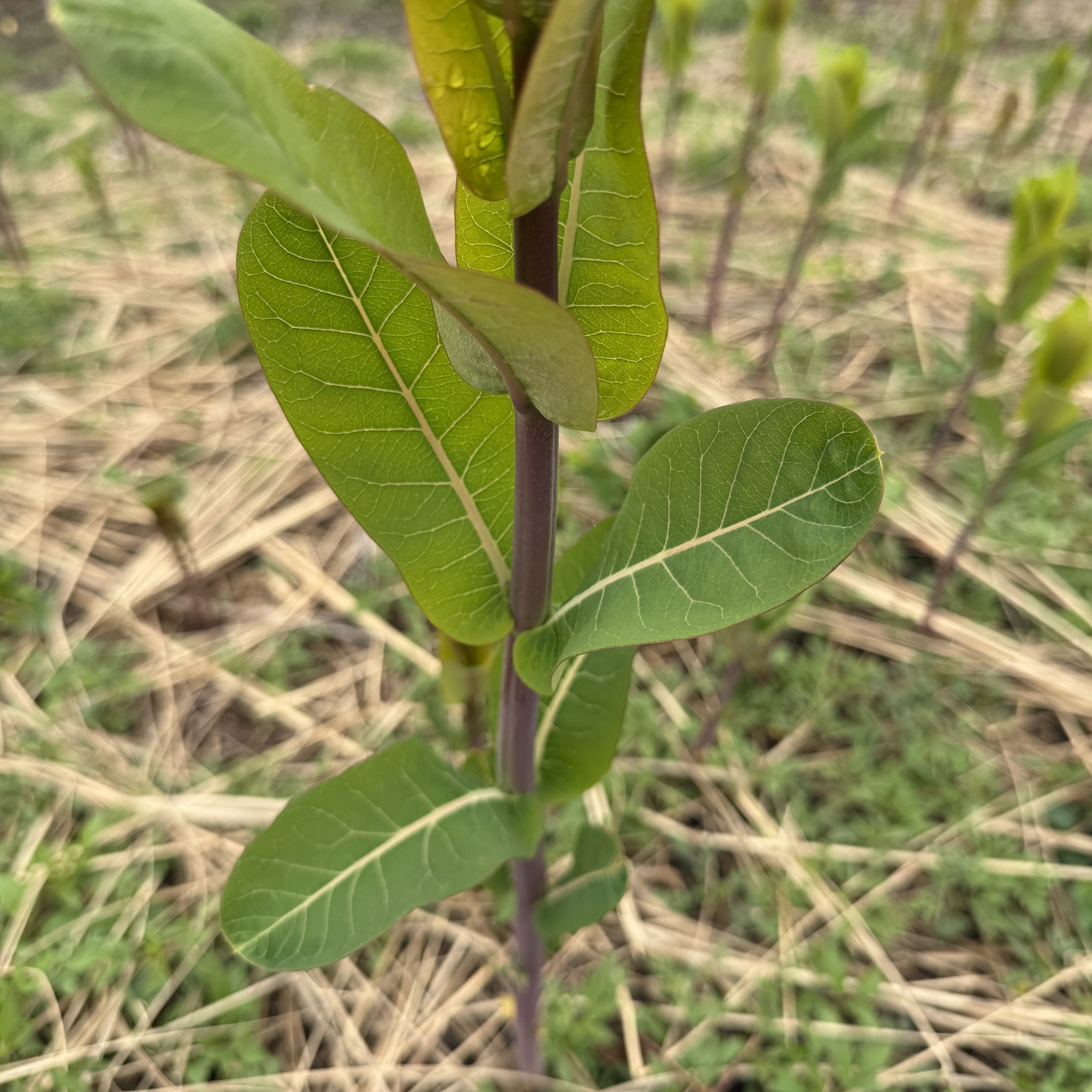 Indianhemp (Apocynum cannabinum)