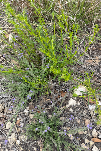 Woolly Vervain (Verbena canescens)