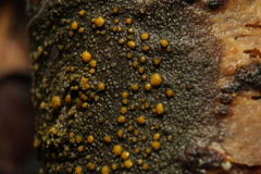 Caloplaca cerina
