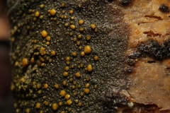 Caloplaca cerina