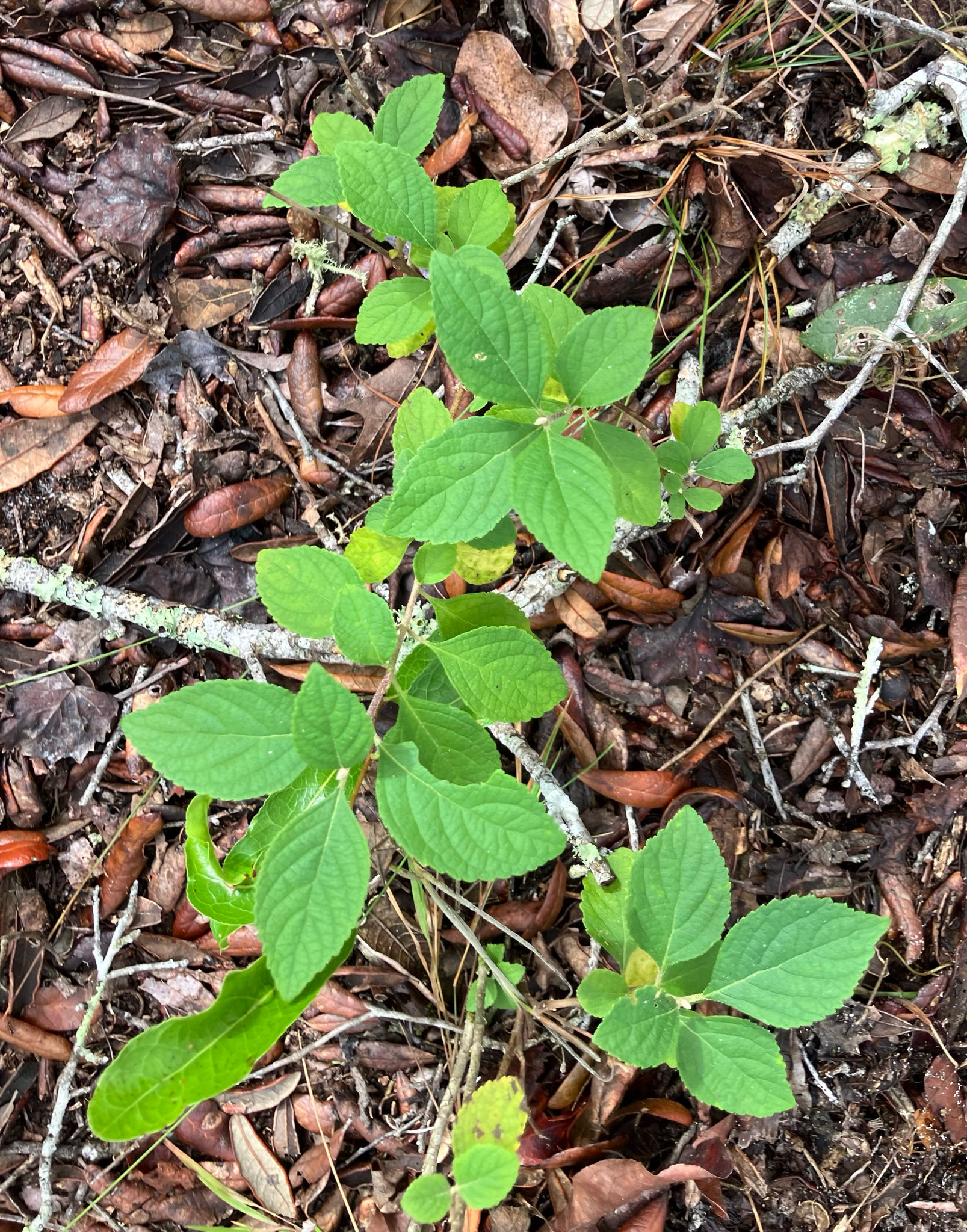 American Beautyberry (Callicarpa americana)