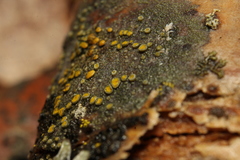 Caloplaca cerina