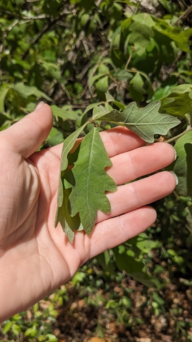 white oak (Quercus alba)