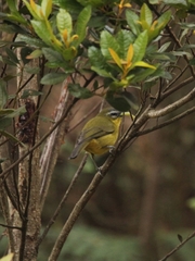 Thlypopsis superciliaris