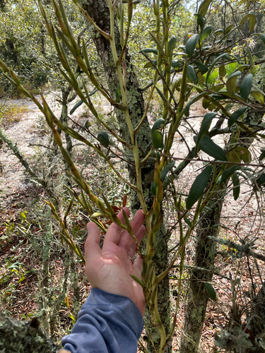 Spreading Airplant (Tillandsia utriculata)